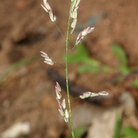 Eragrostis unioloides (Retz.) Nees ex Steud.